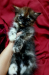 Persian Kitten (Traditional)